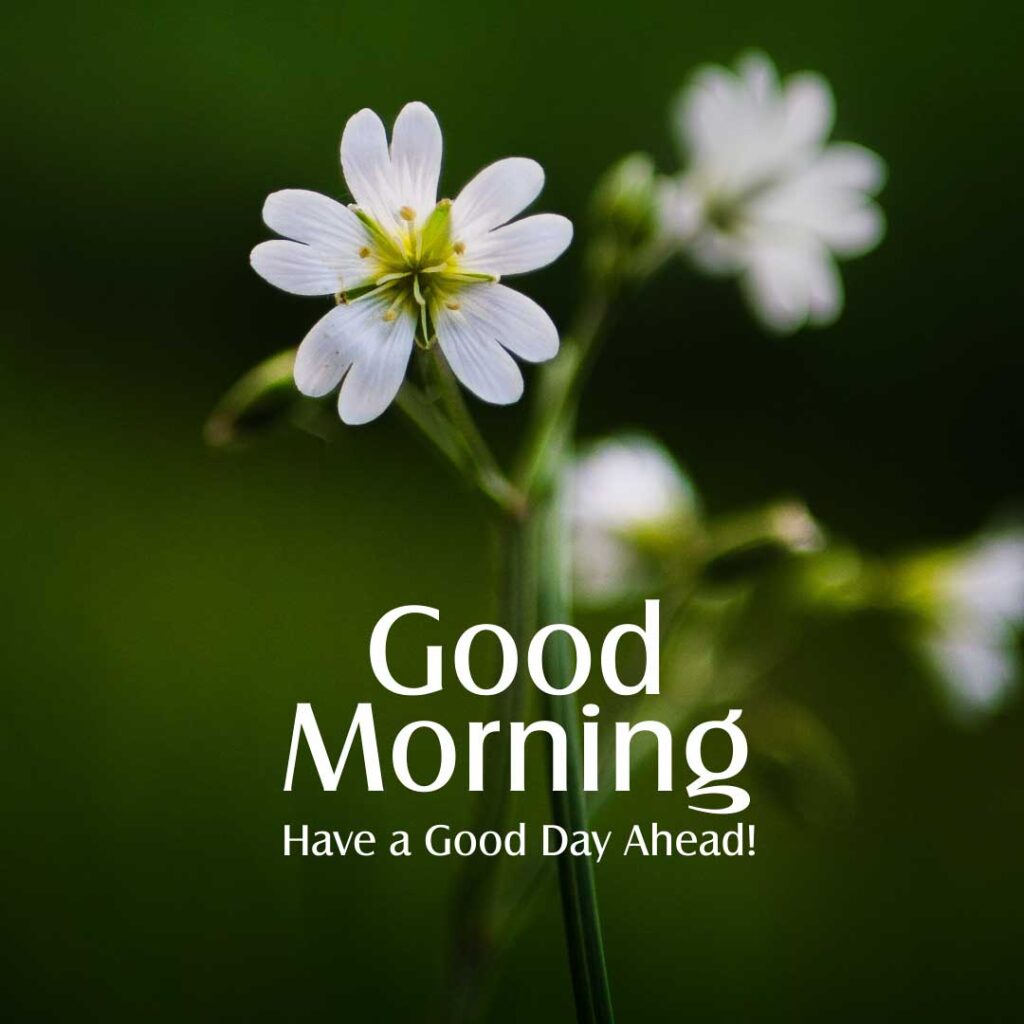 beautiful white flower with good morning text
