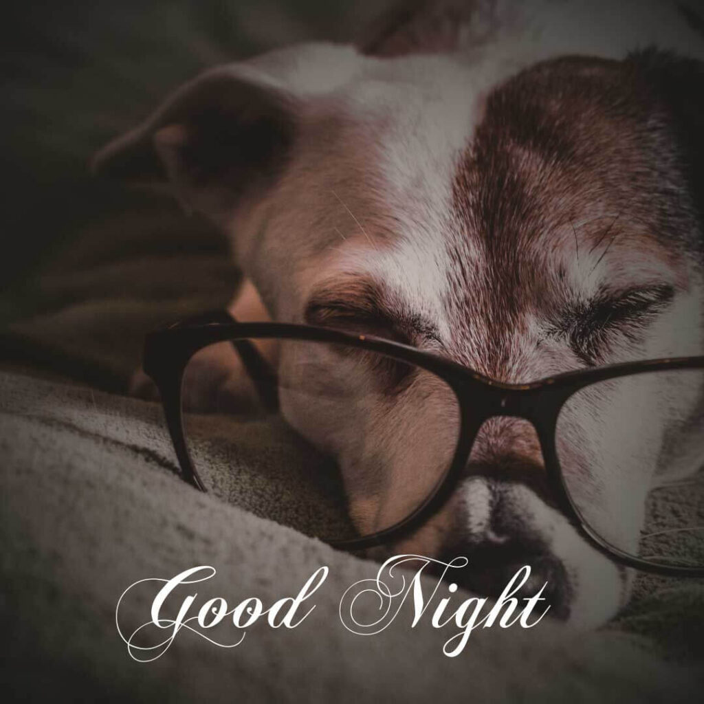 Cool dog sleep in bed with glasses