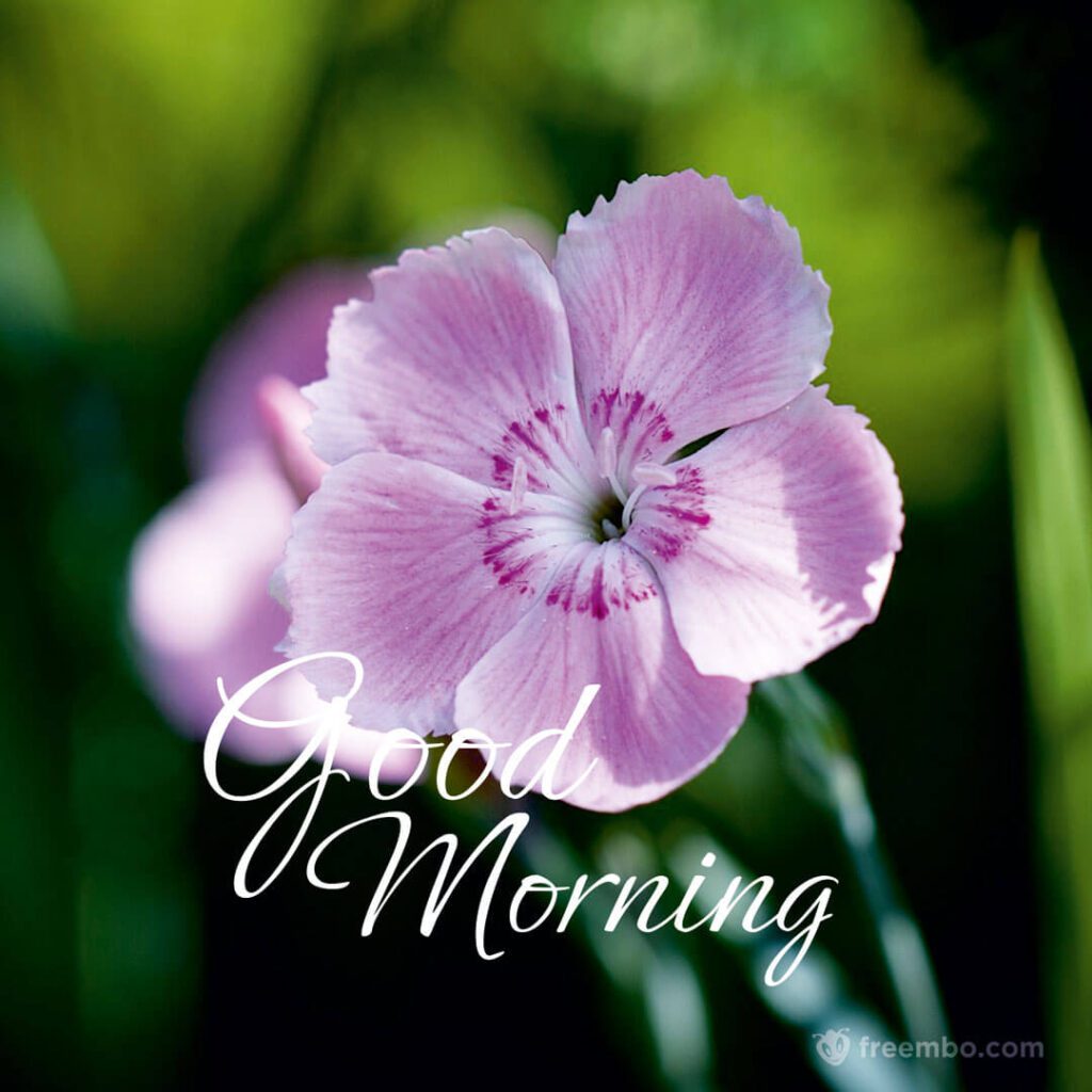 latest good morning wishes