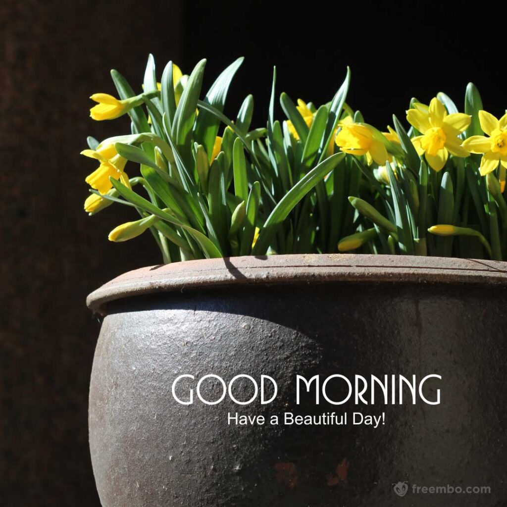 Good Morning Image & Yellow Flower with pot