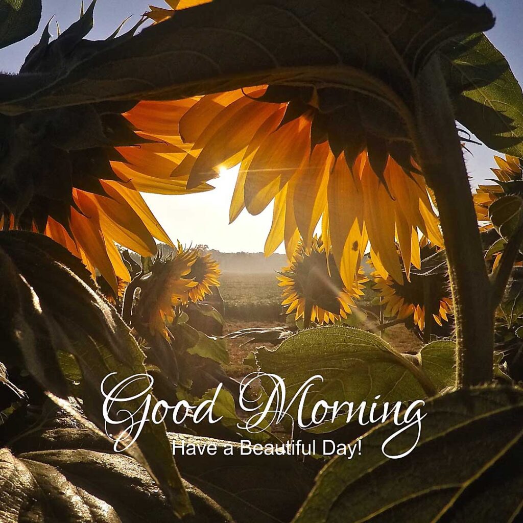 Sunflower image with good morning message