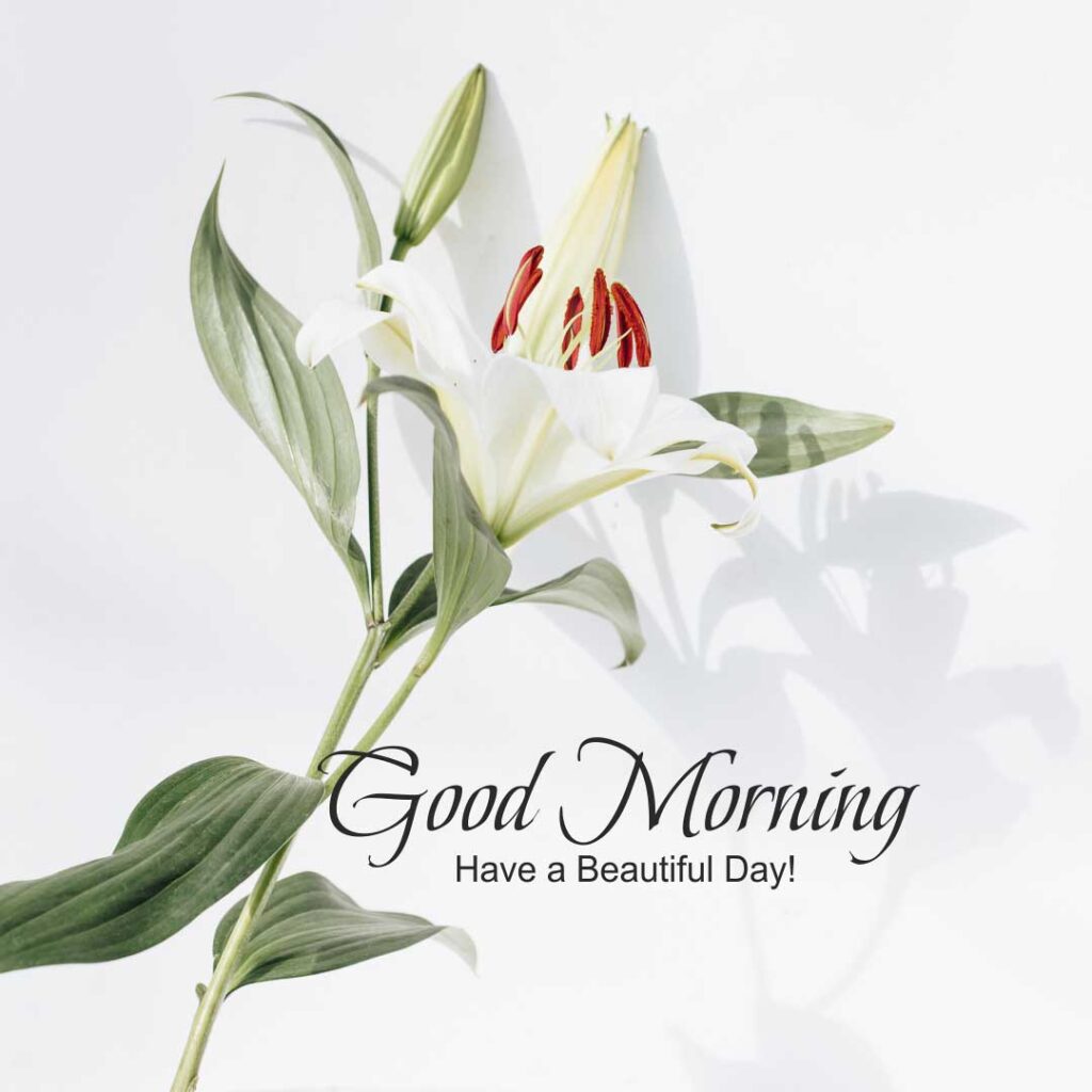 white flower with a good morning message