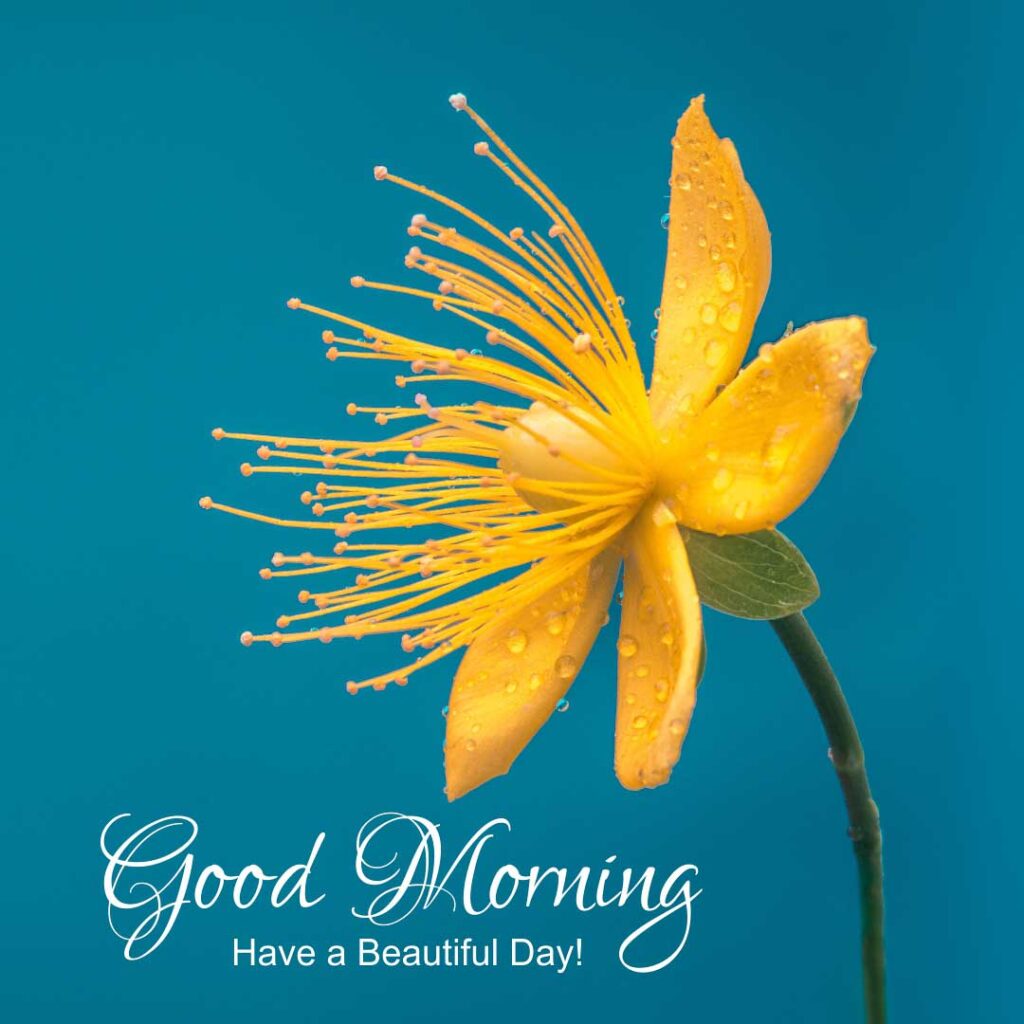 Yelllow flower with good morning image