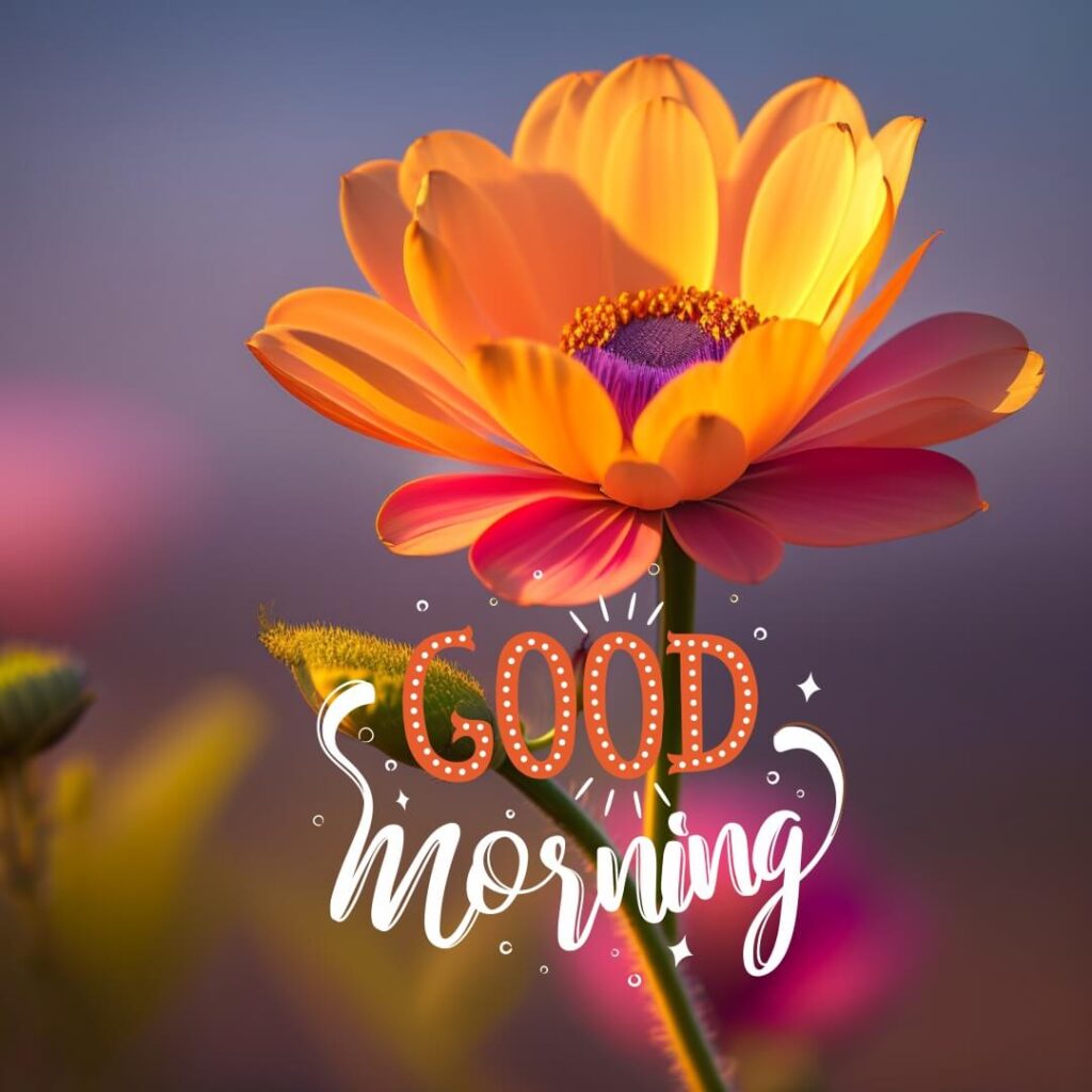 good morning image with orange flower - freembo